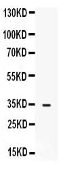 Anti-FGF23 Antibody Picoband® Boster Bio