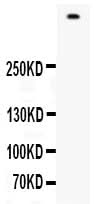 Anti-Filaggrin/FLG Antibody Picoband® Boster Bio