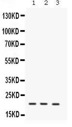 Anti-IL7 Antibody Picoband® Boster Bio