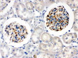 Anti-Nestin Antibody Picoband® Boster Bio