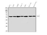 Anti-nmt55/p54nrb/NONO Antibody Picoband® Boster Bio