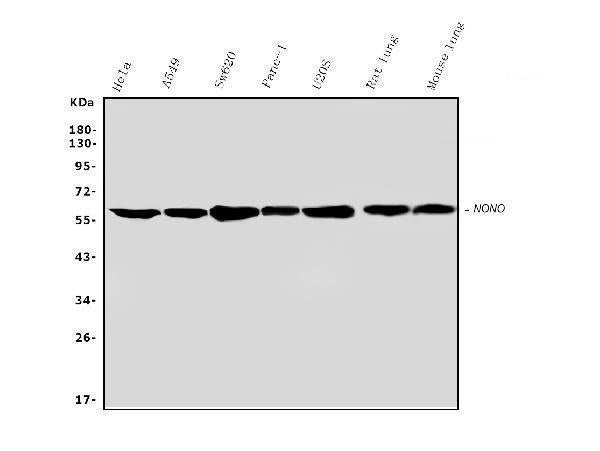 Anti-nmt55/p54nrb/NONO Antibody Picoband® Boster Bio
