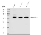 Anti-DARPP32/PPP1R1B Antibody Picoband® Boster Bio