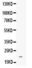 Anti-Prokineticin 1/PROK1 Antibody Picoband® Boster Bio