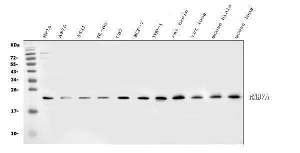 Anti-RAB7/RAB7A Antibody Picoband® Boster Bio