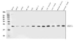 Anti-RAB7/RAB7A Antibody Picoband® Boster Bio