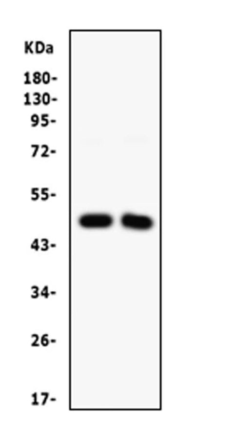 Anti-SFRP4 Antibody Picoband® Boster Bio