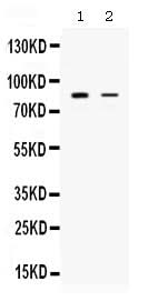 Anti-SMURF1 Antibody Picoband® Boster Bio