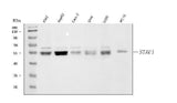 Anti-Staufen/STAU1 Antibody Picoband® Boster Bio