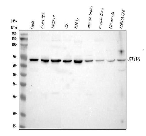 Anti-STIP1 Antibody Picoband® Boster Bio