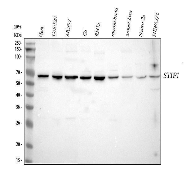 Anti-STIP1 Antibody Picoband® Boster Bio