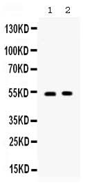Anti-CD134/OX40/TNFRSF4 Antibody Picoband® Boster Bio