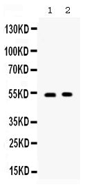 Anti-CD134/OX40/TNFRSF4 Antibody Picoband® Boster Bio
