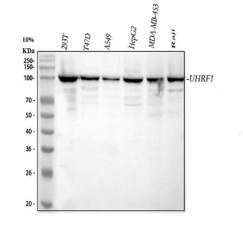 Anti-UHRF1 Antibody Picoband® Boster Bio