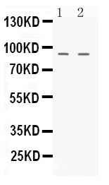 Anti-NIRF/UHRF2 Antibody Picoband® Boster Bio