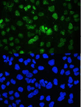 Anti-YY1 Antibody Picoband® Boster Bio