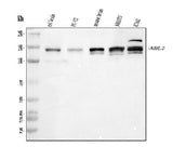 Anti-ABL2 Antibody Picoband® Boster Bio
