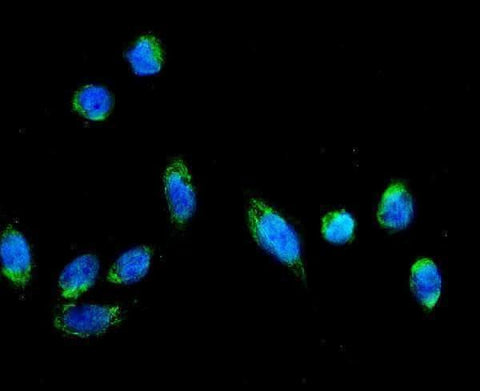 Anti-AFG3L2 Antibody Picoband® Boster Bio