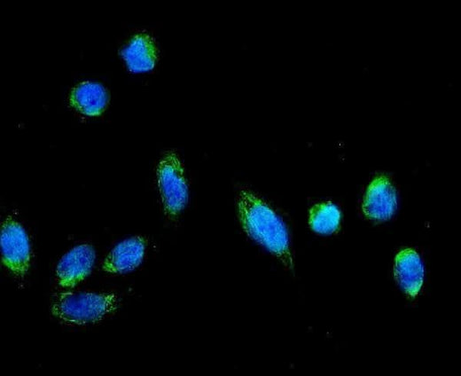 Anti-AFG3L2 Antibody Picoband® Boster Bio