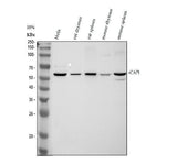 Anti-CAP1 Antibody Picoband® Boster Bio