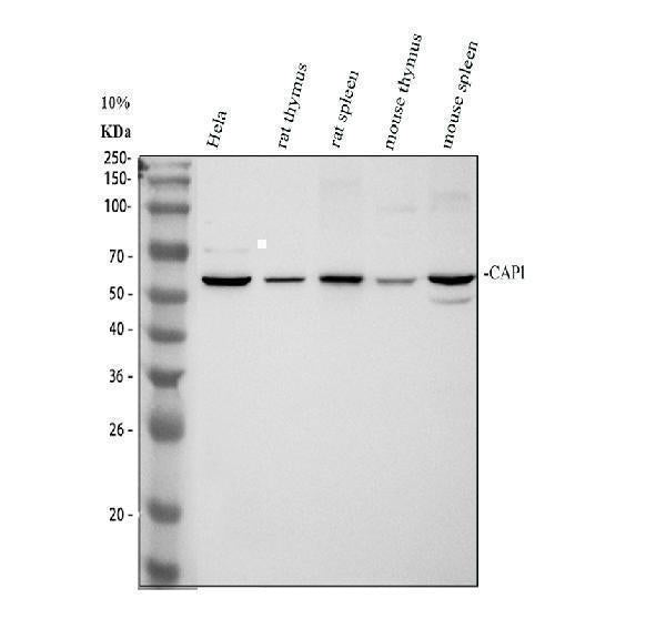 Anti-CAP1 Antibody Picoband® Boster Bio