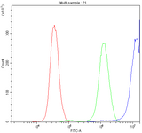 Anti-CCT3 Antibody Picoband® Boster Bio