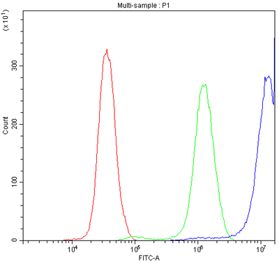 Anti-CCT3 Antibody Picoband® Boster Bio