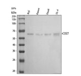 Anti-CD27 Antibody Picoband® Boster Bio