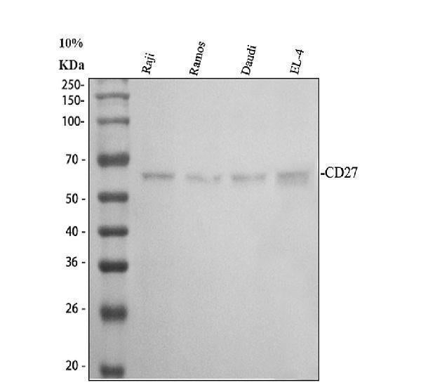 Anti-CD27 Antibody Picoband® Boster Bio
