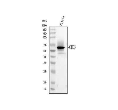 Anti-CD33 Antibody Picoband® Boster Bio