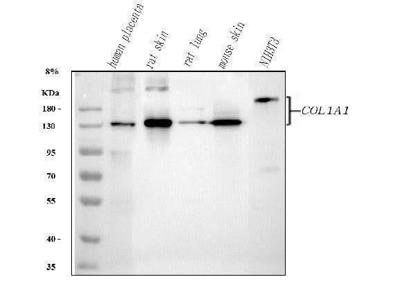 Anti-Collagen I/COL1A1 Antibody Picoband® Boster Bio