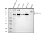Anti-Collagen I/COL1A1 Antibody Picoband® Boster Bio