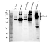 Anti-Collagen I/COL1A1 Antibody Picoband® Boster Bio