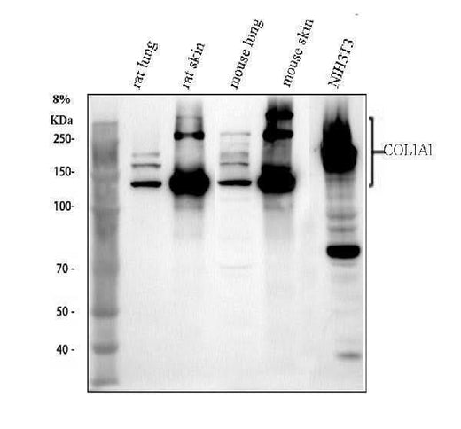 Anti-Collagen I/COL1A1 Antibody Picoband® Boster Bio