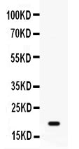 Anti-GADD45A Antibody Picoband® Boster Bio