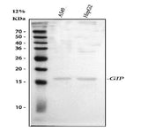 Anti-GIP Antibody Picoband® Boster Bio