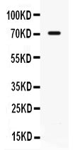 Anti-IL7R alpha Antibody Picoband® Boster Bio