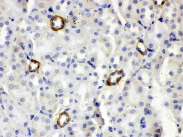 Anti-ISG15 Antibody Picoband® Boster Bio