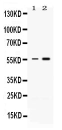 Anti-MEF2A Antibody Picoband® Boster Bio