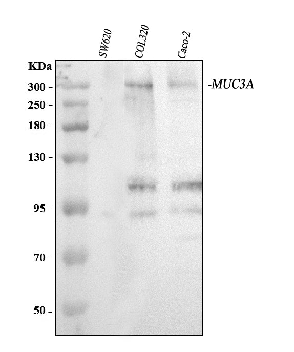 Anti-MUC3/MUC3A/MUC3B Antibody Picoband® Boster Bio