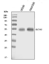 Anti-EAAT1/SLC1A3 Antibody Picoband® Boster Bio