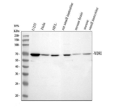 Anti-WDR1 Antibody Picoband® Boster Bio