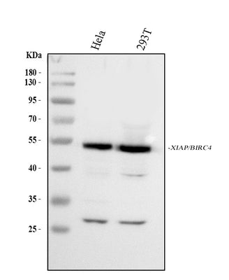 Anti-XIAP Antibody Picoband® Boster Bio