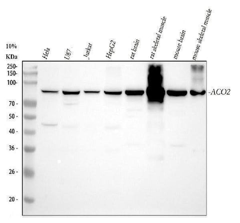 Anti-Aconitase 2/ACO2 Antibody Picoband® Boster Bio