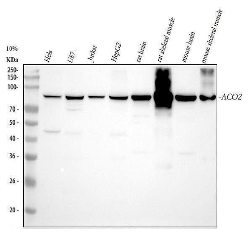 Anti-Aconitase 2/ACO2 Antibody Picoband® Boster Bio