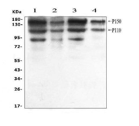 Anti-ADAR1 Antibody Picoband® Boster Bio