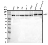 Anti-Ago2/eIF2C2 Antibody Picoband® Boster Bio