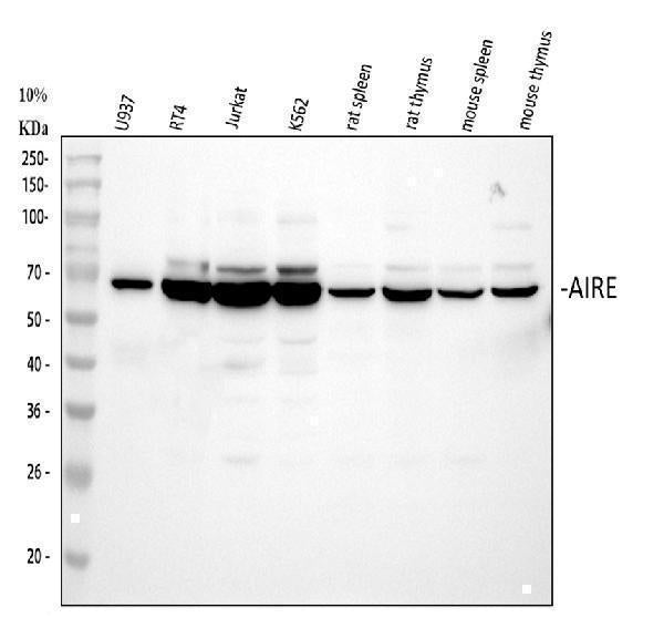 Anti-AIRE Antibody Picoband® Boster Bio