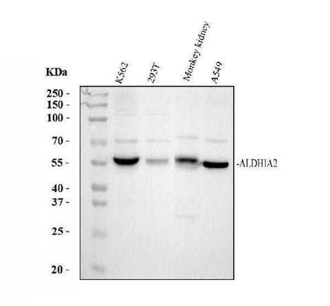 Anti-ALDH1A2 Antibody Picoband® Boster Bio