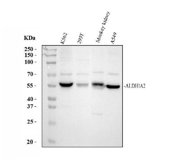 Anti-ALDH1A2 Antibody Picoband® Boster Bio